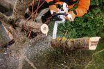 Potente motosierra de poda con 1,8 kW para profesionales - Imagen 3